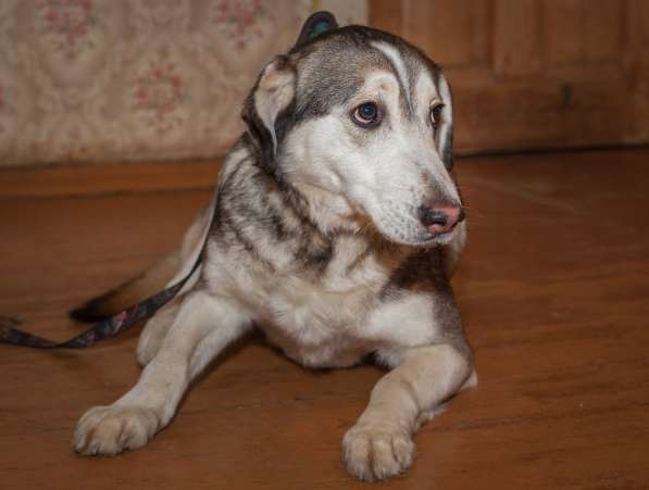 Собаке очень нужен дом в Нижнем Новгороде фото 5