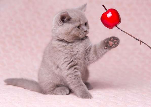 Британская лиловая кошечка