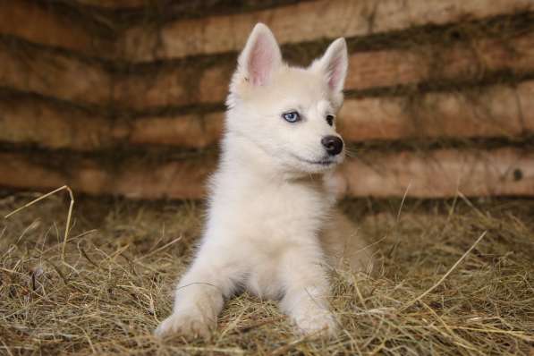 Разноглазый POMSKY в Москве