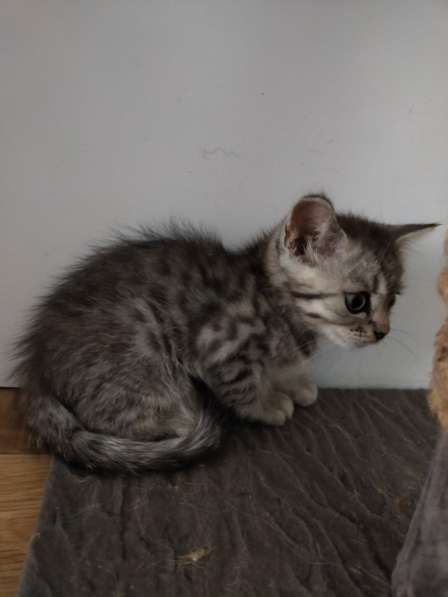 Шотландские котята в фото 21