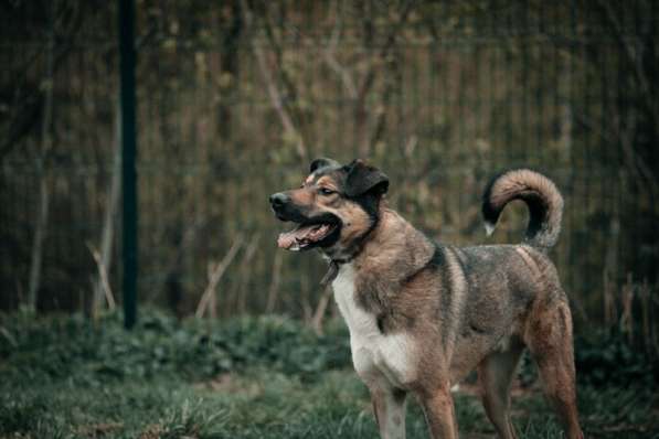 Молодой, жизнерадостный пёс Бим в Москве фото 74