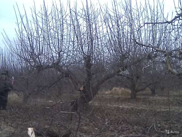 Обрезка и формировка плодовых деревьев, винограда в Краснодаре фото 10
