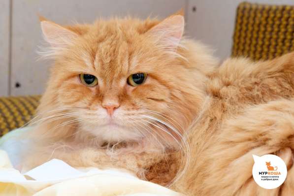 Подойдет ли вам кошечка Кася в Москве