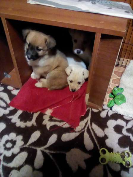 Щенка в добрые руки в Москве фото 19