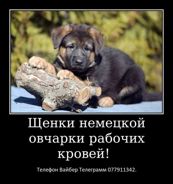 Щенки немецкой овчарки стандартного окраса! в фото 14