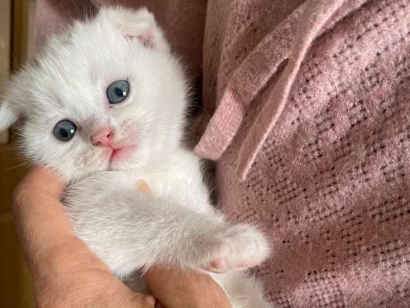 Шотландский белый вислоухий котёнок / Scottish Fold (white) в фото 13