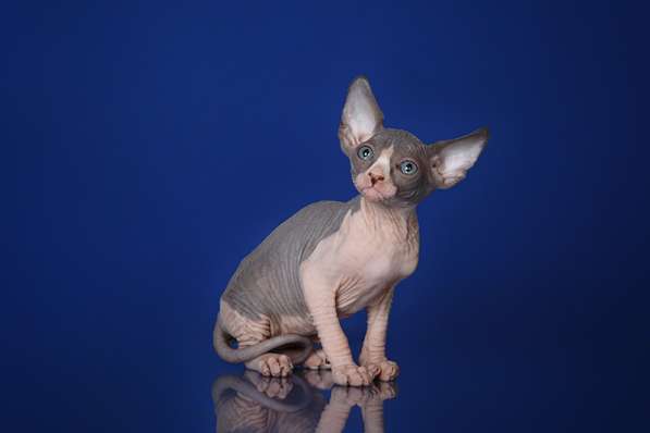 Гуманоид? Котёнок Эльф, бамбино, двэльф, сфинкс! в Ярославле фото 9