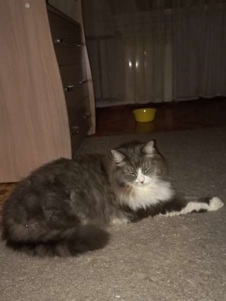 Кот сибиряк,4 года в Новосибирске фото 23