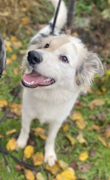 Щенок ищет дом