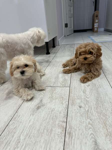 Продам мальтипу в Екатеринбурге