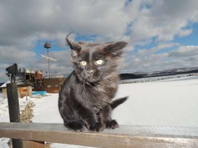 котята мейн-кун в Челябинске фото 6