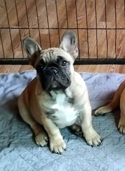 Щенки из питомника РКФ в Москве фото 6