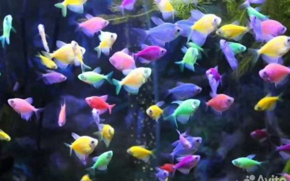 Аквариумные рыбки в Москве фото 9
