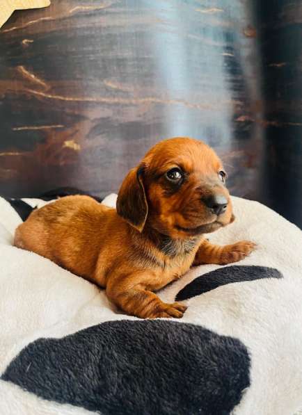 Такса в Уссурийске фото 3