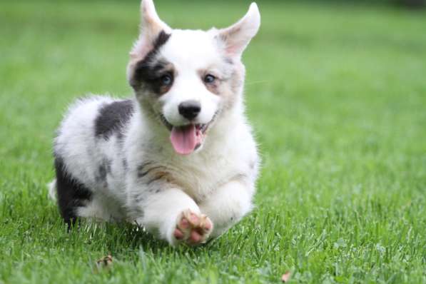 Вельш корги кардиган-мальчик в Москве