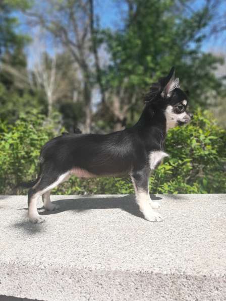 Миниатюрный щенок чихуахуа в Ялте фото 3