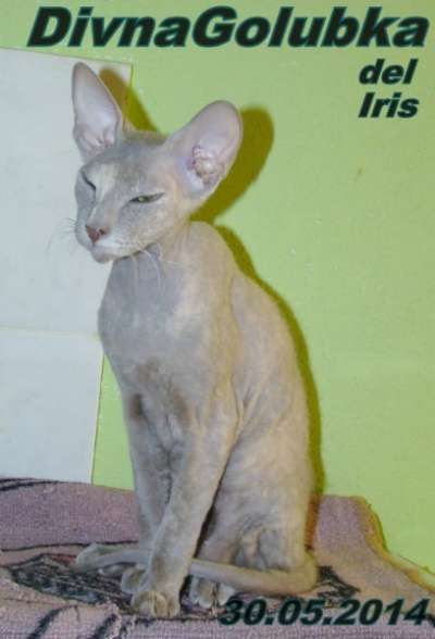 Сфинкс кошечка в Санкт-Петербурге фото 3