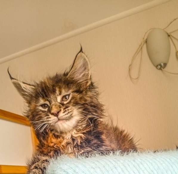 Котята породы Мейн Кун. Все документы в фото 12