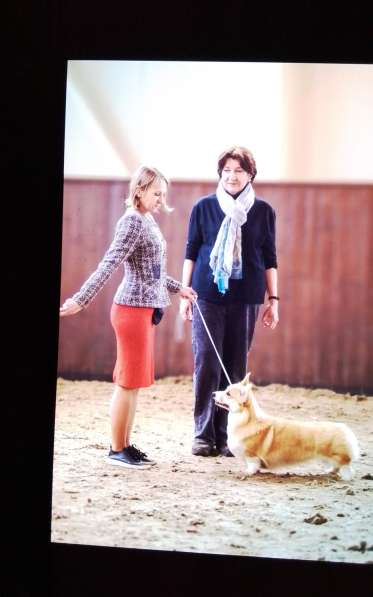 Щенки вельш корги пемброк в Санкт-Петербурге фото 8