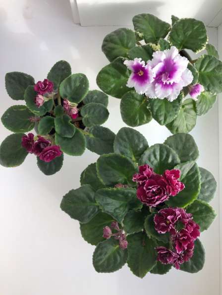 Фиалки в наличии, Анива в Аниве фото 3