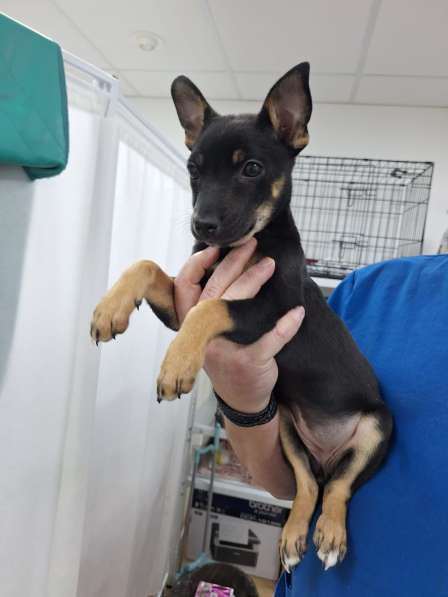 В дар, метис той-терьера