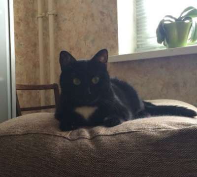 Отдам даром Черная ночка - Марта в Санкт-Петербурге фото 3