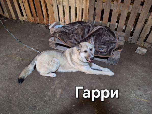 Ласковый и добрый пёс Гарри в приюте