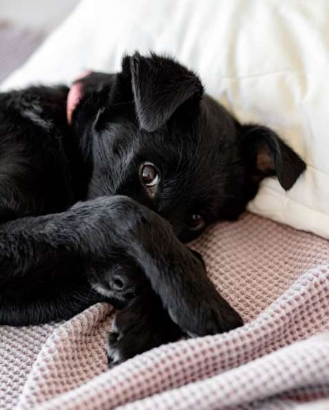 Маленькая Молли ищет свой дом! в Москве фото 7