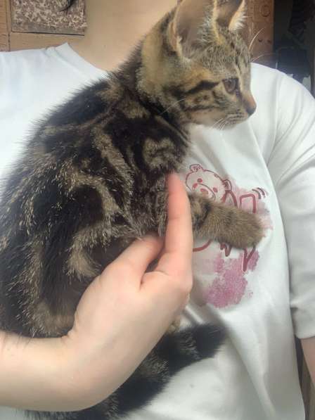 Котенок в Орле фото 7