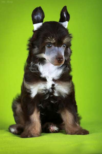 Пуховая девочка Китайской хохлатой собаки в Москве фото 9