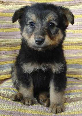 Щенки 2,5 месяца, мальчики