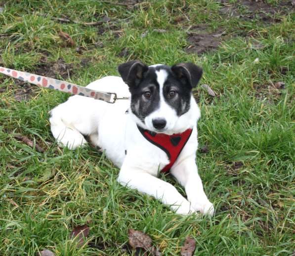 Ласковая малышка Панда в поисках своей семьи в Москве фото 7