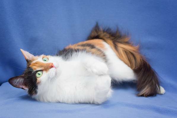 Пушистая трехцветная Ши в дар в Москве