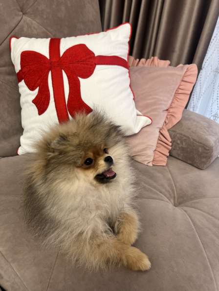 Шпиц 5 месяц в Красноярске фото 3