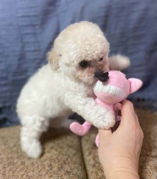 Мальтипу девочка в Костроме