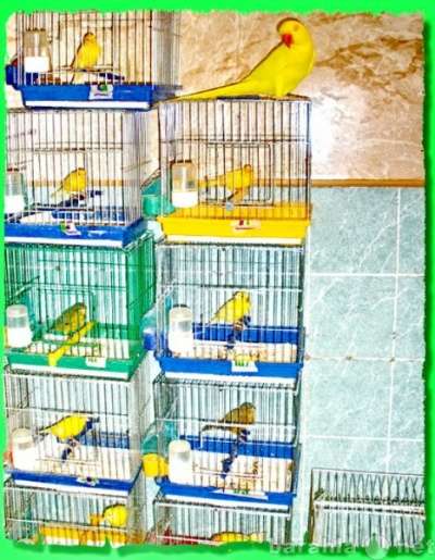 Чудные - Элитные попугаи из Питомника. Москва в Москве фото 6