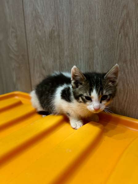 Котята в добрые руки! в Воскресенске фото 5