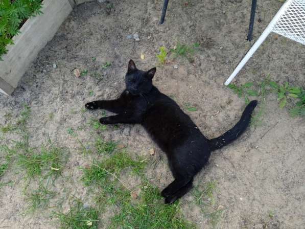 Молодой ласковый котик в Санкт-Петербурге фото 4