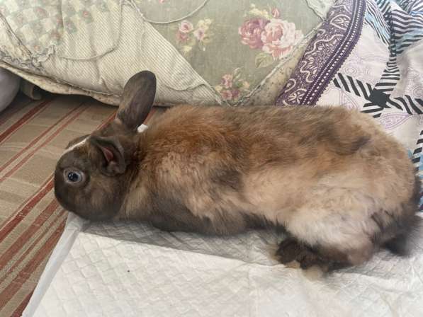 Отдам даром