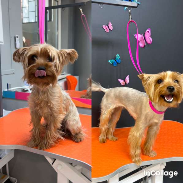 Груминг, стрижка собак и кошек