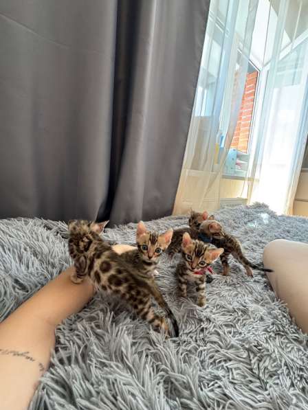 Котята бенгальские в Санкт-Петербурге фото 5