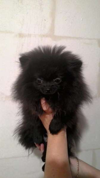 Подросток шпица в Санкт-Петербурге фото 5