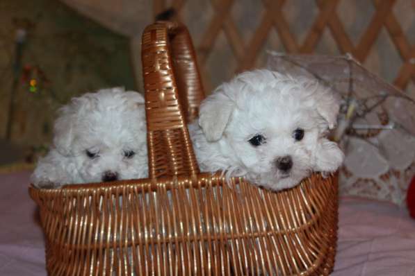 Балонез девочка в Москве