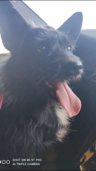 Карманный пёсик в Санкт-Петербурге фото 15