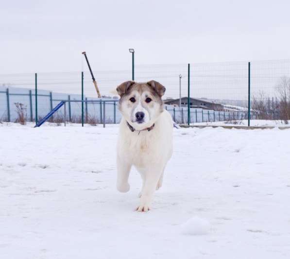 Очаровательный щенок Каспий в добрые руки в Москве фото 9