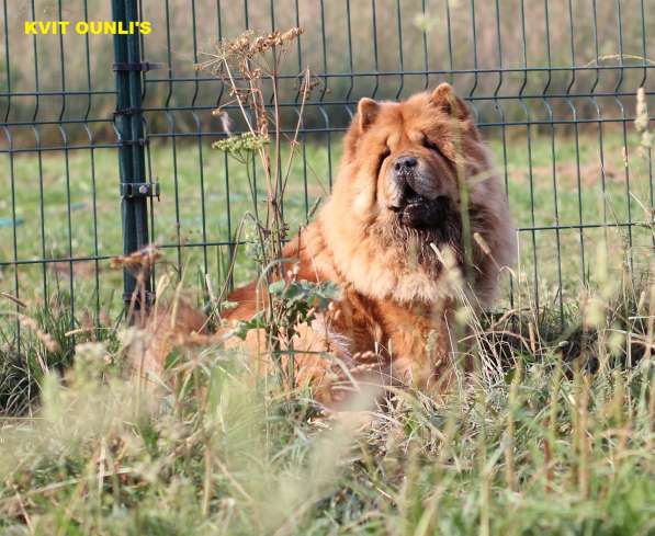 Щенки Чау-чау в Москве фото 14