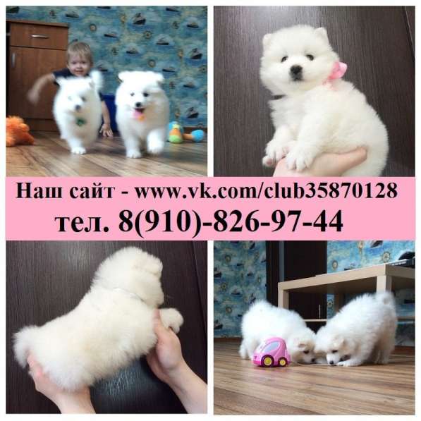 Щеночки самоедской лайки в Великом Новгороде