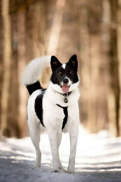 Красивый пёс Рэнди в добрые руки! в Москве фото 21