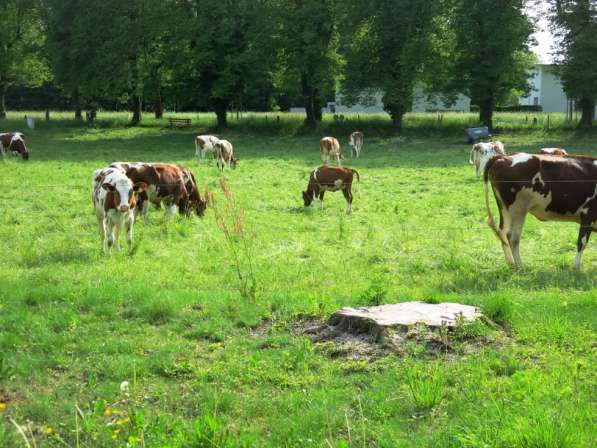 Коровы из России в Сибае фото 20