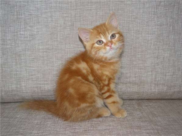 Шотландские котята в фото 13